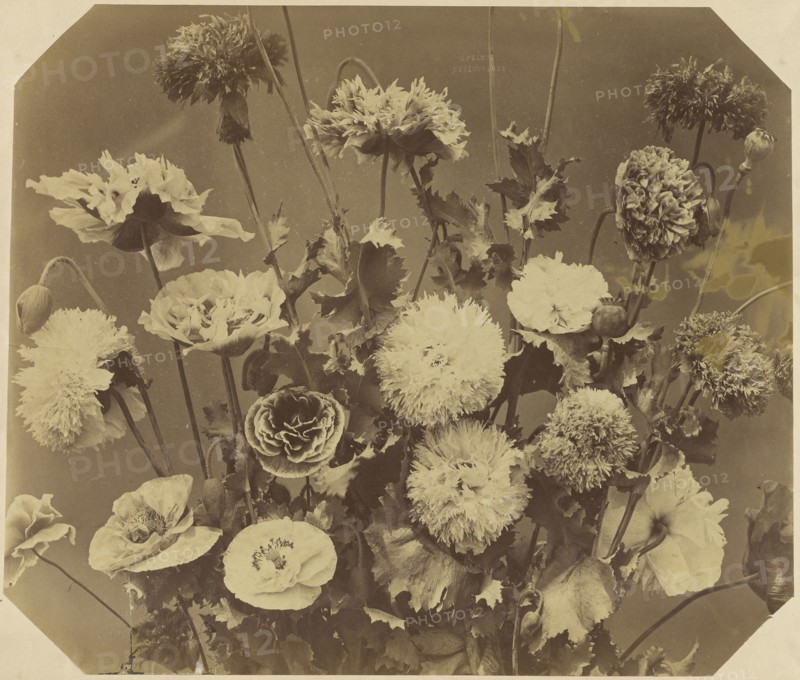 Flowers; Adolphe Braun, French, 1811 - 1877, about 1868; Albumen silver print