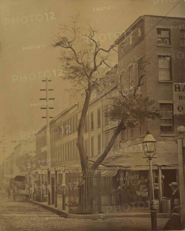 The Stuyvesant Pear Tree; Jeremiah Gurney, American, 1812 - 1895, New York, New York, United States; August 22, 1863; Albumen