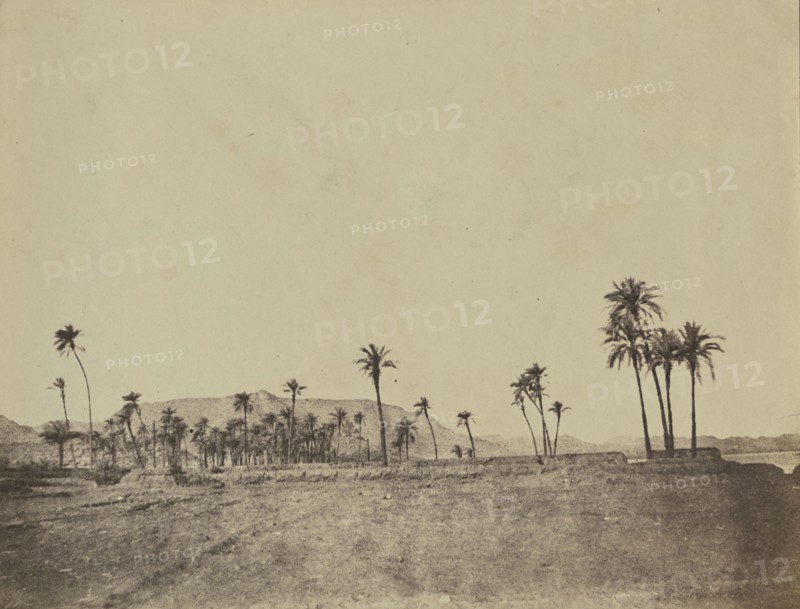 Etude de dattiers; John Beasly Greene, American, born France, 1832 - 1856, Egypt; 1853 - 1854; Salted paper print