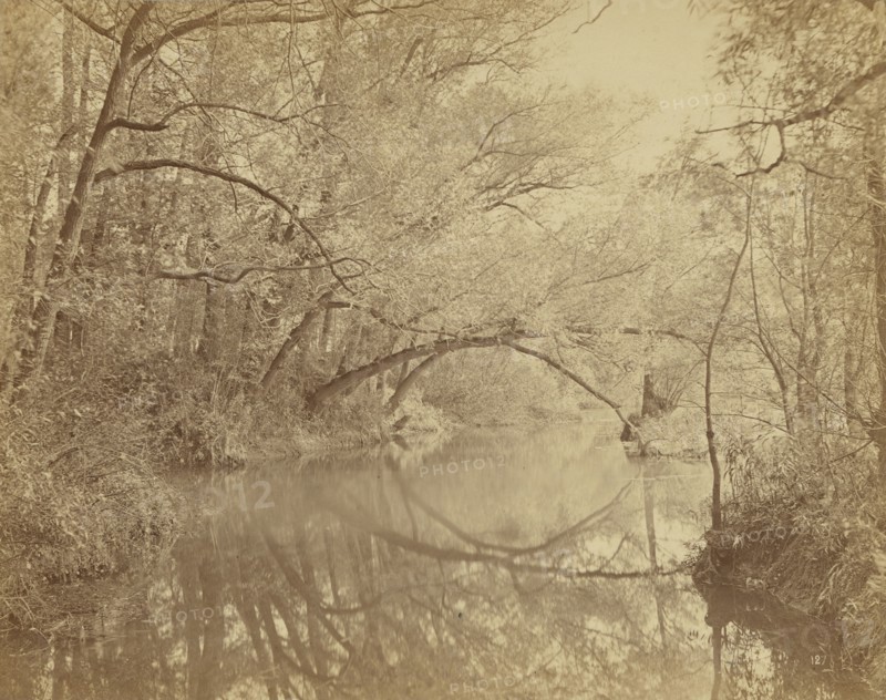 Nature Studies; Achille Quinet, French, 1831 - 1900, France; about 1875; Albumen silver print