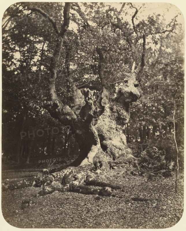Gnarled Tree; Gertrude Elizabeth Rogers, British, 1837 - 1917, about 1860; Albumen silver print