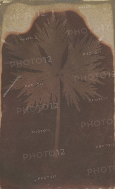 Fronded Leaf; William Henry Fox Talbot, English, 1800 - 1877, 1840; Photogenic drawing negative; 18.4 × 11.3 cm