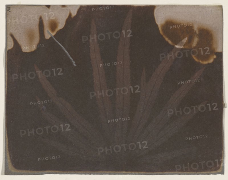 Hornbeam Leaf; William Henry Fox Talbot, English, 1800 - 1877, 1840; Photogenic drawing negative; 11.6 x 14.9 cm