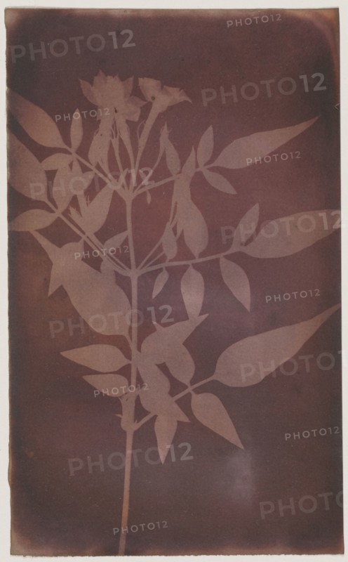 Leaves of Jasmine; William Henry Fox Talbot, English, 1800 - 1877, probably 1840–1842; Photogenic drawing negative