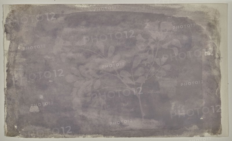 Leguminoae Papilionaceae, Pea Bean, William Henry Fox Talbot, English, 1800 - 1877, about February 6, 1836; Photogenic drawing
