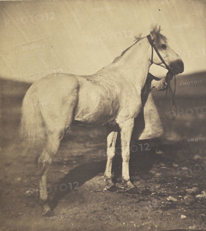 Horse; Adrien Alban Tournachon, French, 1825 - 1903, 1856; Salted paper print; 16.1 x 14.3 cm 6 3,8 x 5 5,8 in