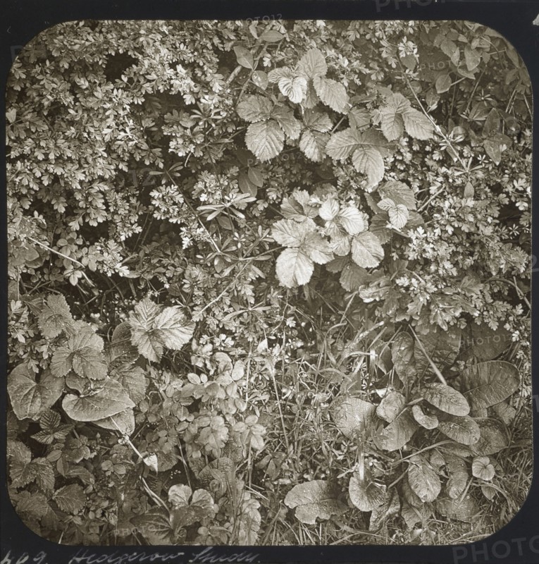 Hedgerow Study; Frederick H. Evans, British, 1853 - 1943, about 1883; Lantern slide; 7.3 x 7.2 cm 2 7,8 x 2 13,16 in