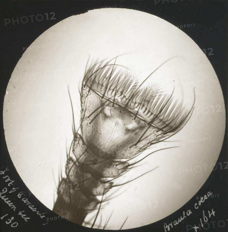 Foot of Parasite of Queen Bee. Braula Coeca; Frederick H. Evans, British, 1853 - 1943, about 1883; Lantern slide; 7.1 x 7.1 cm