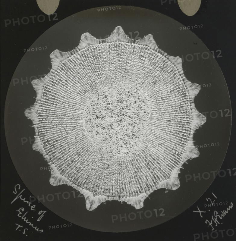 Spine of Ehinus; Frederick H. Evans, British, 1853 - 1943, 1890 - 1899; Lantern slide; 7.1 x 7.1 cm 2 13,16 x 2 13,16 in