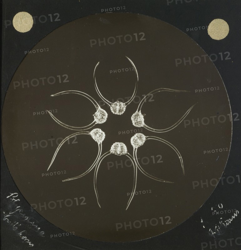 Polycistina.  Bulb  Horns; Frederick H. Evans, British, 1853 - 1943, 1890 - 1899; Lantern slide; 7.3 x 7.3 cm 2 7,8 x 2 7,8 in