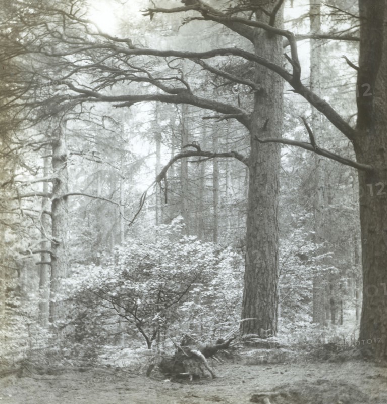Redland Woods; Frederick H. Evans, British, 1853 - 1943, 1893; Lantern slide; 6.8 x 6.7 cm, 2 11,16 x 2 5,8 in