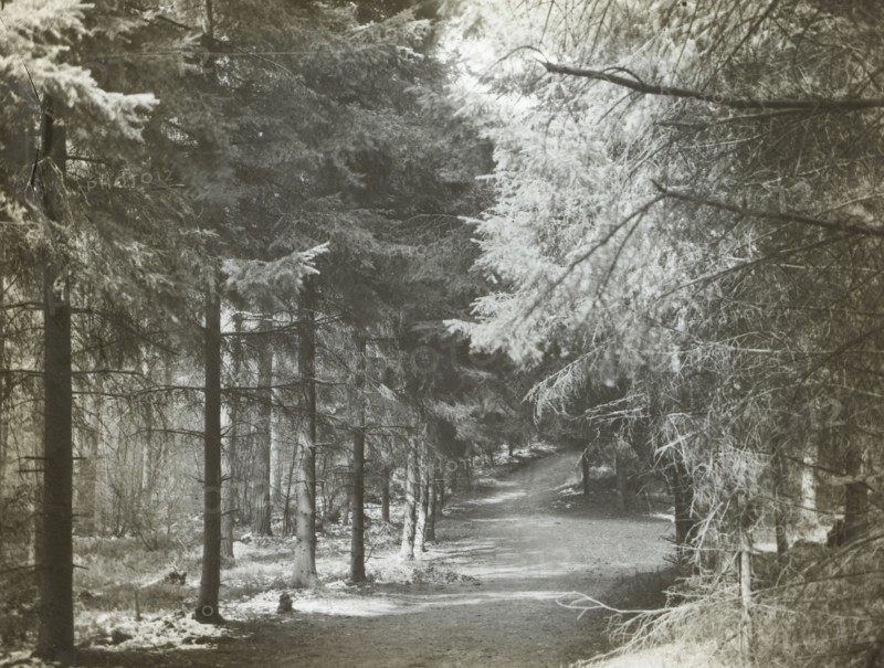 Redlands Woods, near Dorking; Frederick H. Evans, British, 1853 - 1943, April 1892; Lantern slide; 5.4 x 7.3 cm