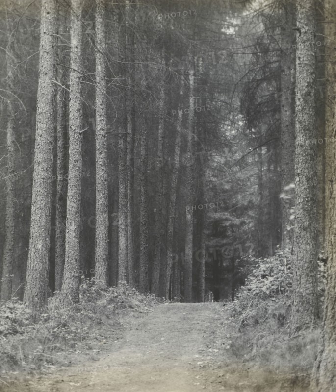 Redlands Woods; Frederick H. Evans, British, 1853 - 1943, 1893; Lantern slide; 7.1 x 6.7 cm, 2 13,16 x 2 5,8 in