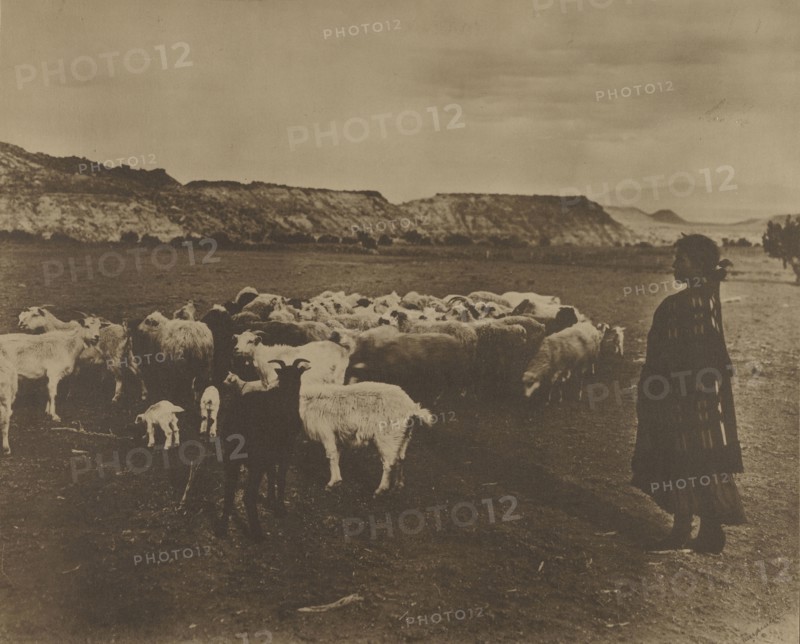 The Indian Shepherd; William J. Carpenter, American, 1861 - after 1915, United States; about 1914; Toned gelatin silver print
