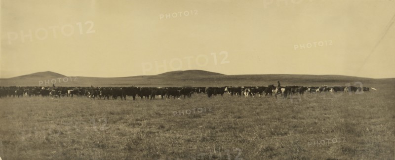 Cattle; Laton Alton Huffman, American, 1854 - 1931, 1878 - 1905; Gelatin silver print; 24.8 x 59.5 cm 9 3,4 x 23 7,16 in