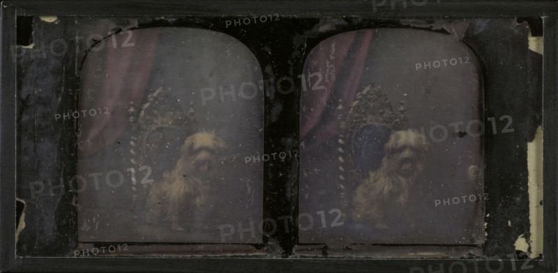 Fancy, a dog; Antoine Claudet, French, 1797 - 1867, about 1850; Stereograph, daguerreotype, hand-colored; 7.1 x 5.7 cm