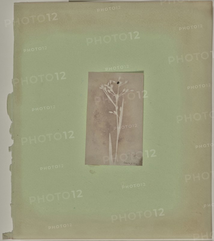Luzula Pilosa; Attributed to William Henry Fox Talbot, English, 1800 - 1877, 1840; Photogenic drawing negative; 11 × 6.7 cm