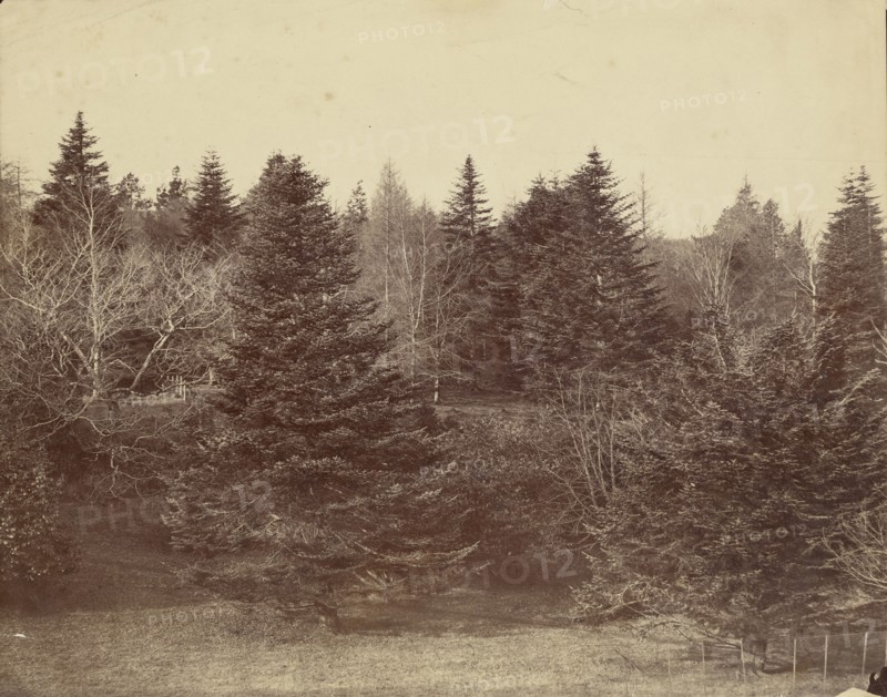 Forest Landscape; Attributed to Roger Fenton, English, 1819 - 1869, about 1852 - 1860; Albumen silver print