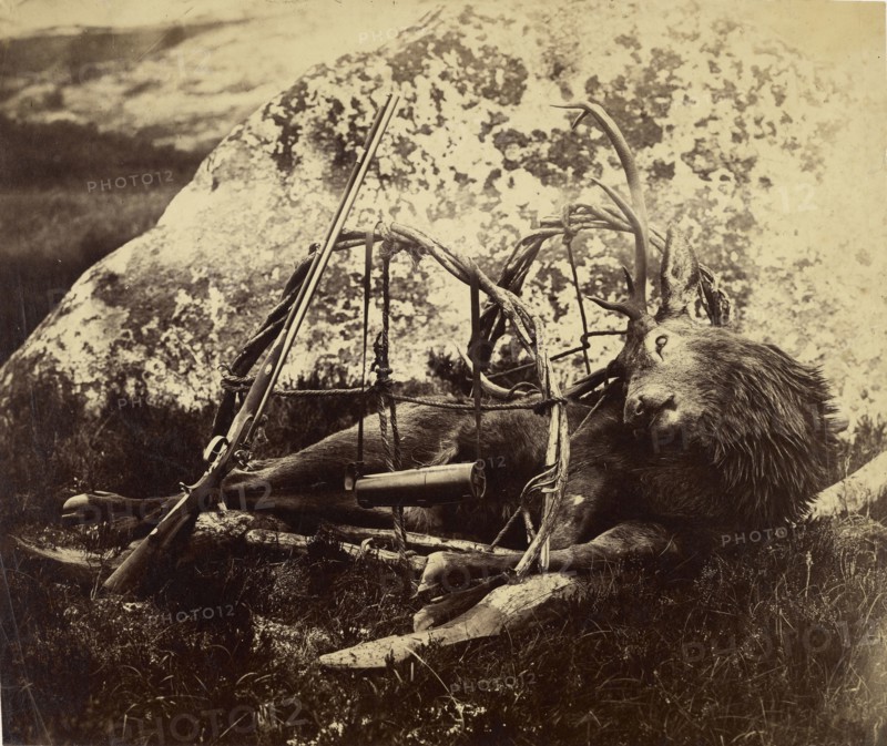 Dead stag in a sling; Capt. Horatio Ross, British, 1801 - 1886, 1850s - 1860s; Albumen silver print