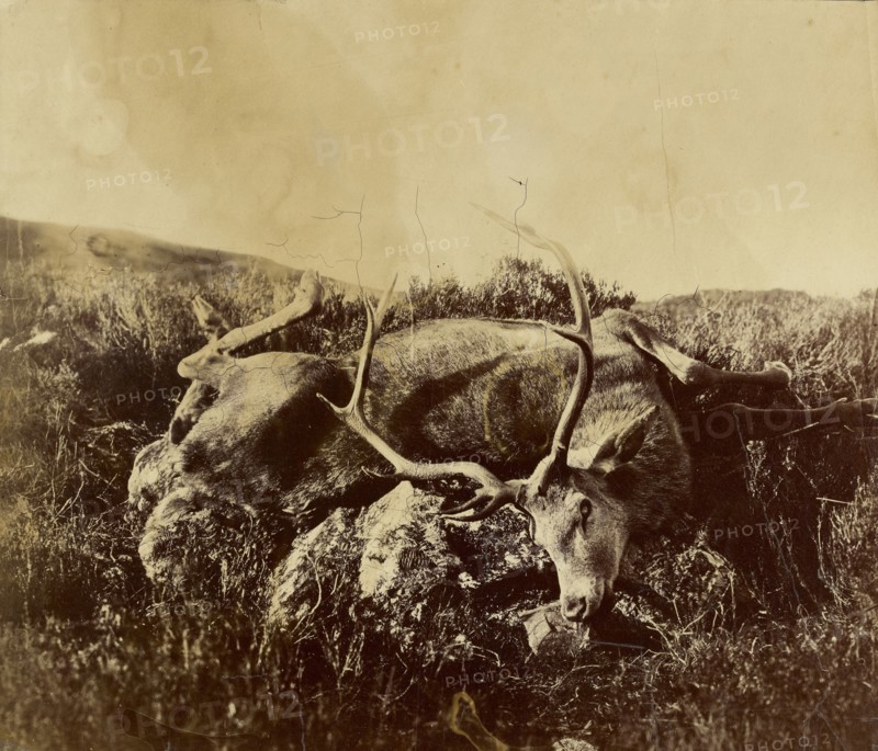Dead stag on a rock; Attributed to Roger Fenton, English, 1819 - 1869, n.d; Albumen silver print