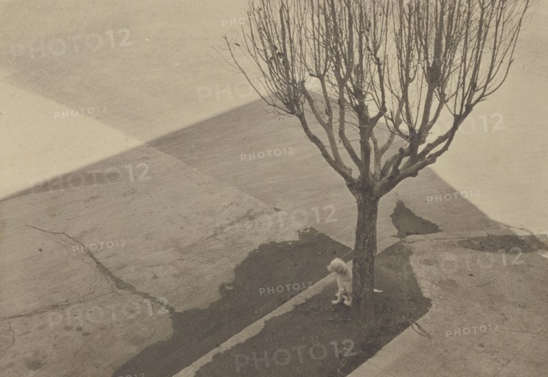 Tree with Dog; Tina Modotti, American, born Italy, 1896 - 1942, 1924; Palladium print; 8.3 x 11.9 cm 3 1,4 x 4 11,16 in