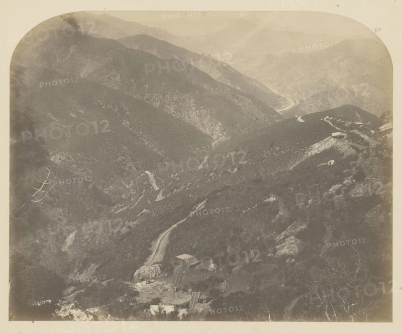 Josephine and Pine Tree; Carleton Watkins, American, 1829 - 1916, 1860; Salted paper print; 41.3 x 33.3 cm 16 1,4 x 13 1,8 in