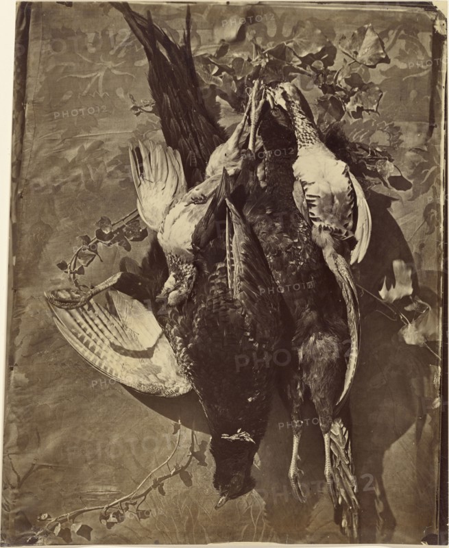 Still Life of Game Bird with Feathers; Charles Nègre, French, 1820 - 1880, 1855 - 1860; Albumen silver print