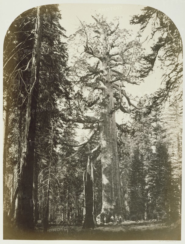 Grizzly Giant, Mariposa Grove - 33 ft. Diam; Carleton Watkins, American, 1829 - 1916, Yosemite, California, United States; 1861