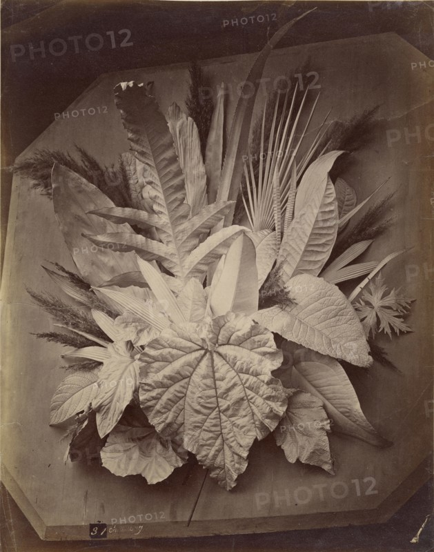 Leaf arrangement; Charles Aubry, French, 1811 - 1877, Paris, France; 1860 - 1869; Albumen silver print
