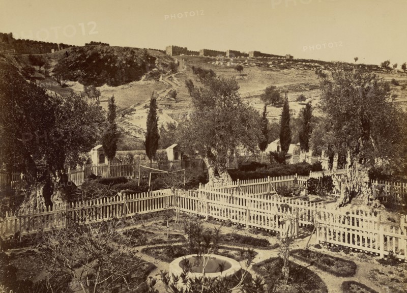 Jardin de Gethséman; Félix Bonfils, French, 1831 - 1885, Jerusalem, Israel; 1885; Albumen silver print
