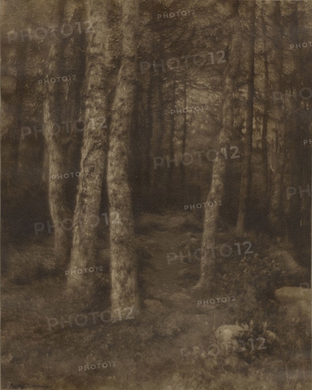 Forest Scene; Rudolf Eickemeyer, Jr., American, 1862 - 1932, Yonkers, New York, United States; 1916; Carbon print