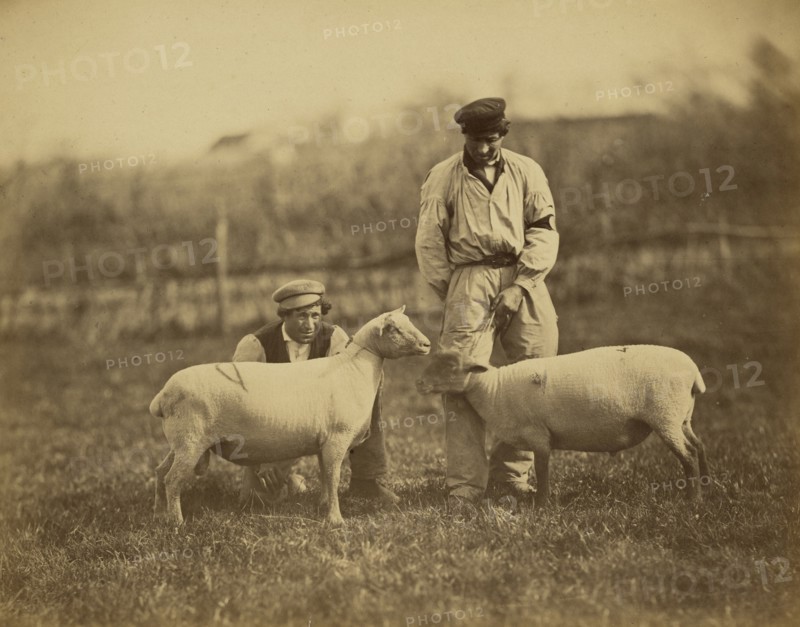 Moutons South-Down; Adrien Alban Tournachon, French, 1825 - 1903, 1856 - 1860; Albumen silver print