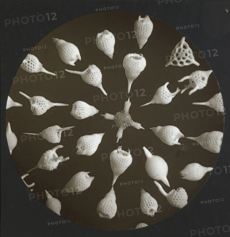Polycistina; Frederick H. Evans, British, 1853 - 1943, about 1883; Lantern slide; 7.1 x 7.1 cm 2 13,16 x 2 13,16 in