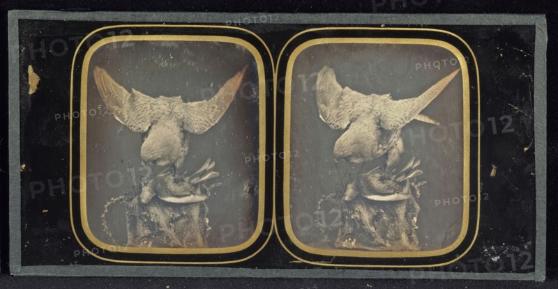 Still life of a stuffed hawk clutching a smaller stuffed bird; Louis Jules Duboscq-Soleil; 1851 - 1855; Stereograph