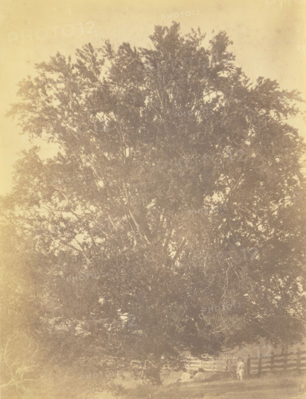 Beech Tree at Avondale, Pennsylvania; Thomas Eakins, American, 1844 - 1916, early 1880s; Albumen silver print