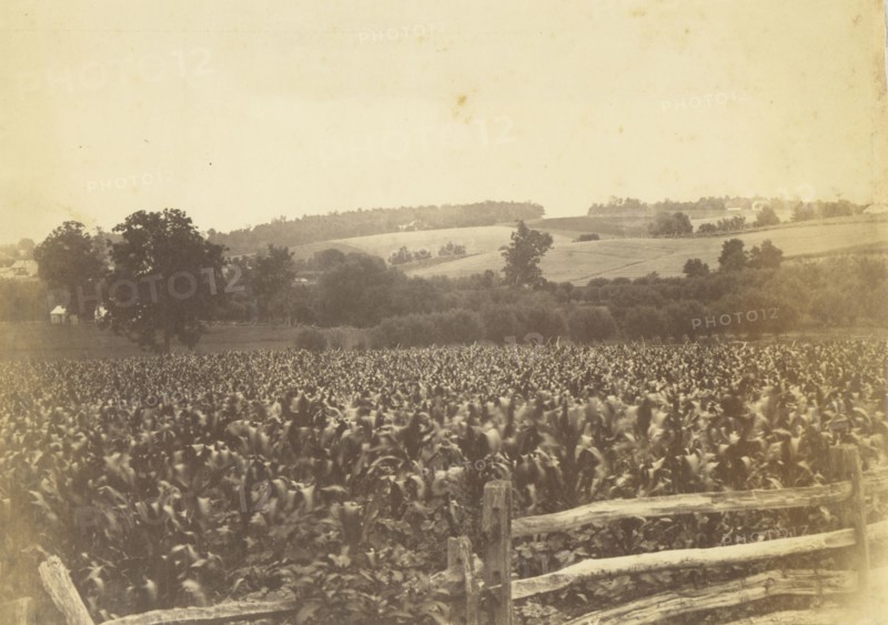 Cornfield, Avondale, PA; Thomas Eakins, American, 1844 - 1916, 1880s; Albumen silver print