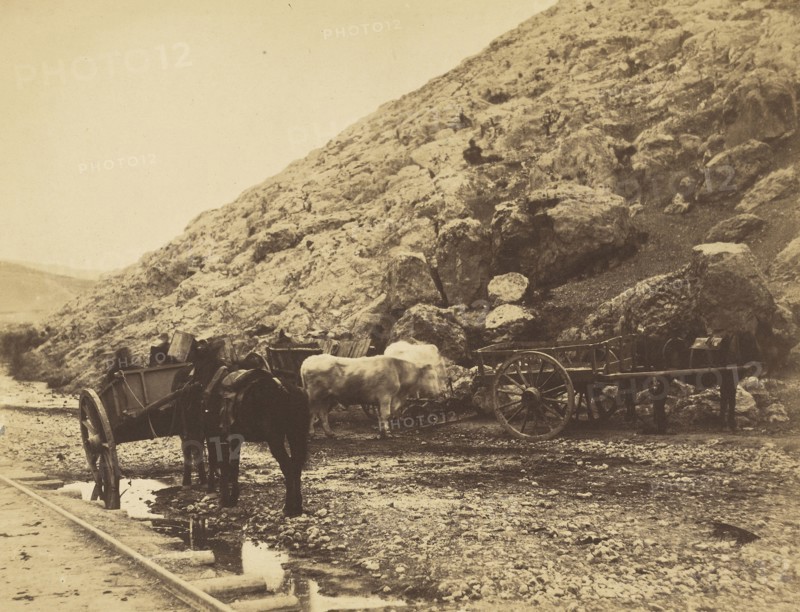 Cattle & Carts, Leaving Balaklava; Roger Fenton, English, 1819 - 1869, 1855; Salted paper print; 19.5 × 25.4 cm