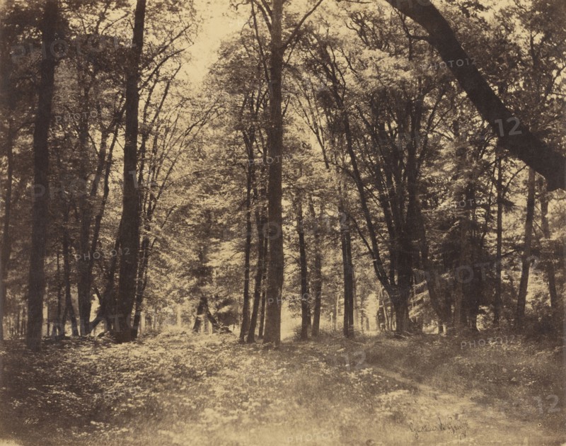 Forest Scene; Gustave Le Gray, French, 1820 - 1884, Fontainebleau, France; 1849 - 1852; Albumen silver print from a waxed paper