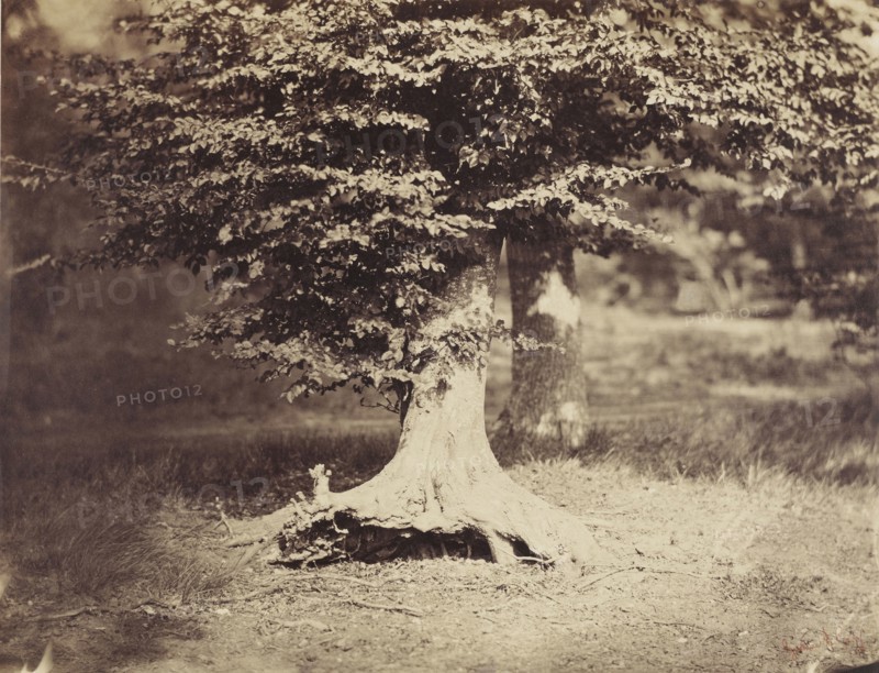 The Beech Tree; Gustave Le Gray, French, 1820 - 1884, Fontainebleau, France; about 1855 - 1857; Albumen silver print