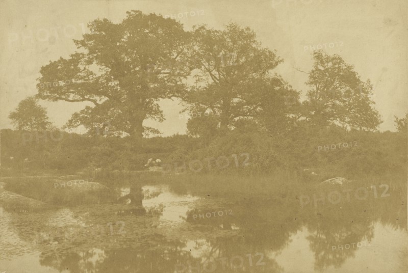 Forêt de Fontainebleau; Charles Marville, French, 1813 - 1879, Fontainebleau, France; 1854; Salted paper print from a waxed