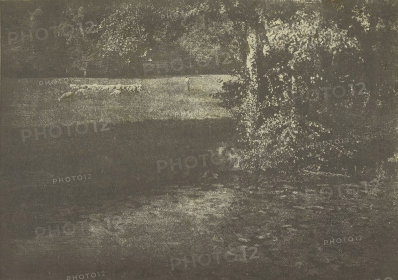 Pasture with Sheep; Gertrude Käsebier, American, 1852 - 1934, New York, New York, United States; 1905; Gum bichromate print