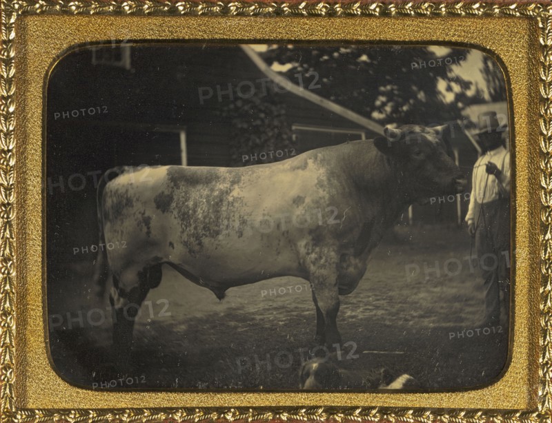 Herdsman with bull; American; Dutchess County, New York, United States; about October 1852; Daguerreotype