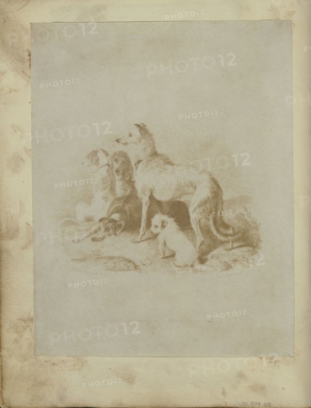 A Group of Five Dogs; British; 1840s; Salted paper print from a Calotype negative; 18.4 x 14.3 cm 7 1,4 x 5 5,8 in