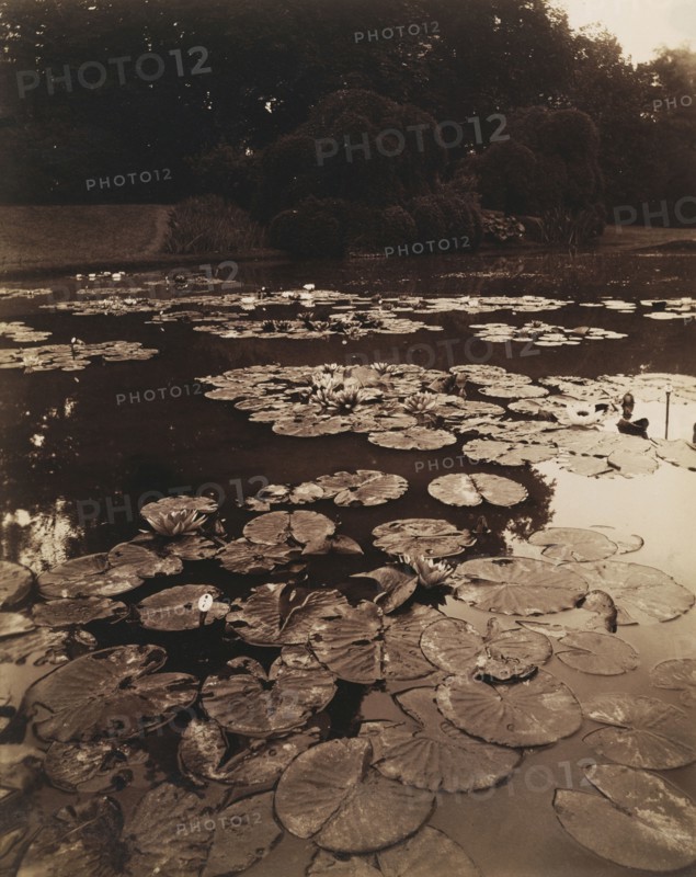 Water Lilies; Eugène Atget, French, 1857 - 1927, France; 1890 - 1910; Albumen silver print