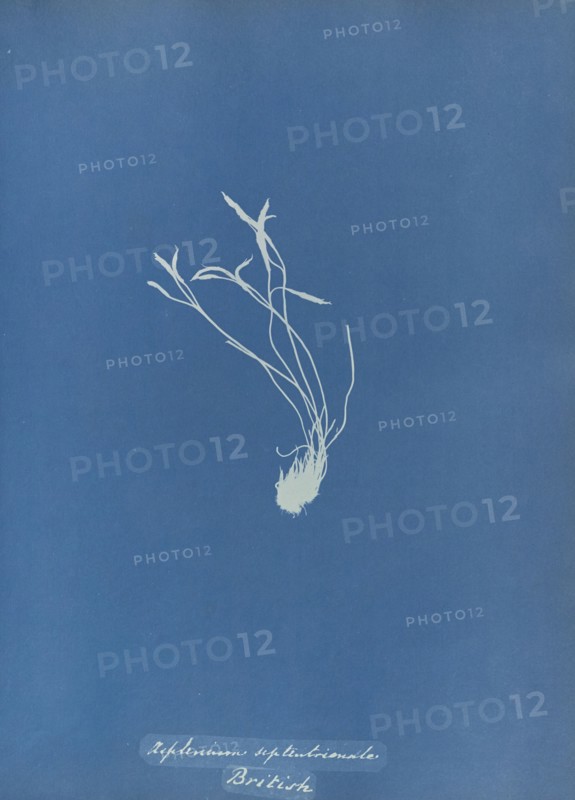 Asplenium septentrionale, British; Anna Atkins, British, 1799 - 1871, and Anne Dixon, British, 1799 - 1877, England; 1853