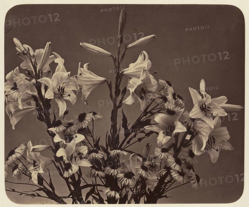 Flowers; Adolphe Braun, French, 1811 - 1877, Dornach, France; 1860; Albumen silver print