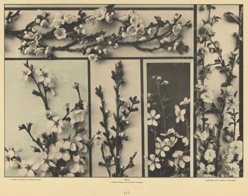 Plum Blossoms; Gerlach & Schenk, Austrian, 1882 - 1901, 1856 - 1899; Collotype; 21.4 x 29.2 cm 8 7,16 x 11 1,2 in