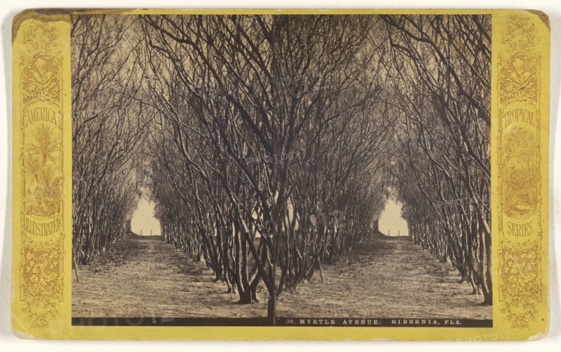 Myrtle Avenue. Hibernia, Fla; American; about 1865 - 1875; Albumen silver print