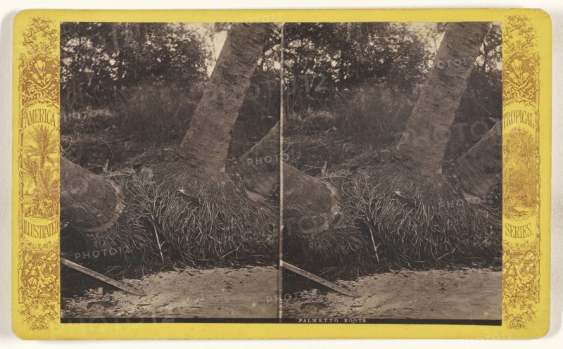 Palmetto Roots. Florida; American; about 1870 - 1880; Albumen silver print