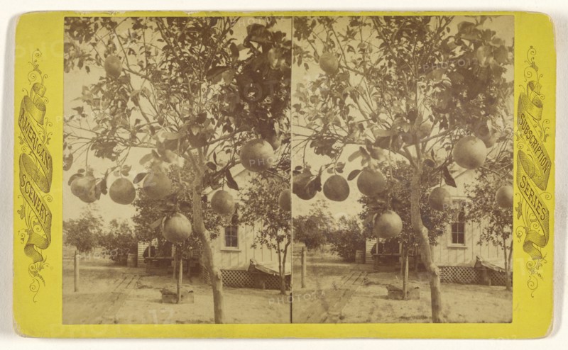 Grape Fruit. Sanford, Fla; American; about 1870 - 1880; Albumen silver print